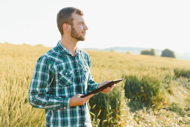 Farmer checking wheat field progress, holding tablet using internet.