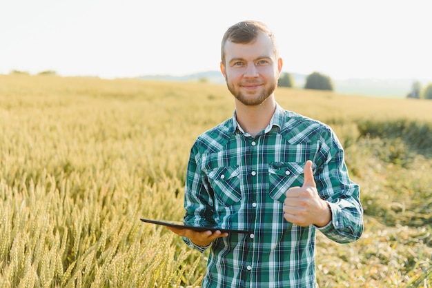 Farmer checking wheat field progress, holding tablet using internet.