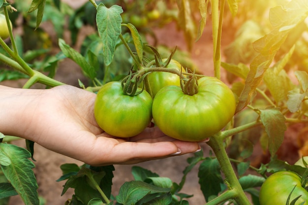 Farmer checks the crop of a tomato fruit on a plant