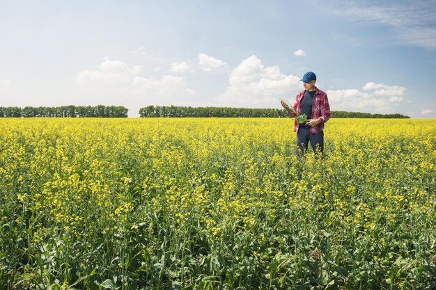 A farmer checks the flowering rapeseed plants in blooming field Man examining blooming Place for text