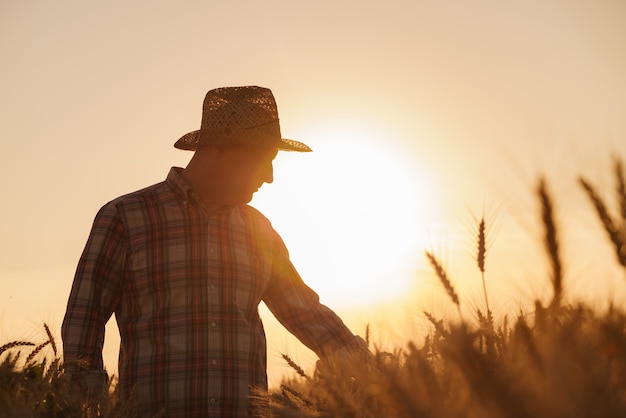 The farmer checks the wheat harvest the concept of a rich harvest in an agricultural field