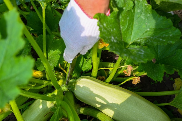 The farmer checks the zucchinis in the garden. Zucchinis on the branch. Farmer's hands. Agriculture, gardening, growing vegetables.