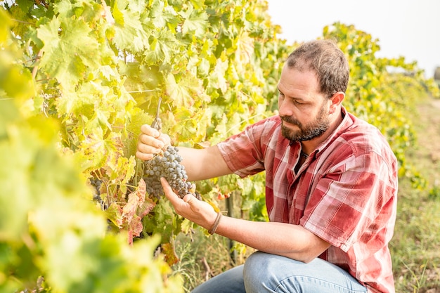 Farmer chek ripening in a autumn vineyard