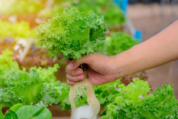 農家は緑色の水耕栽培の有機サラダ野菜を農場で集めます