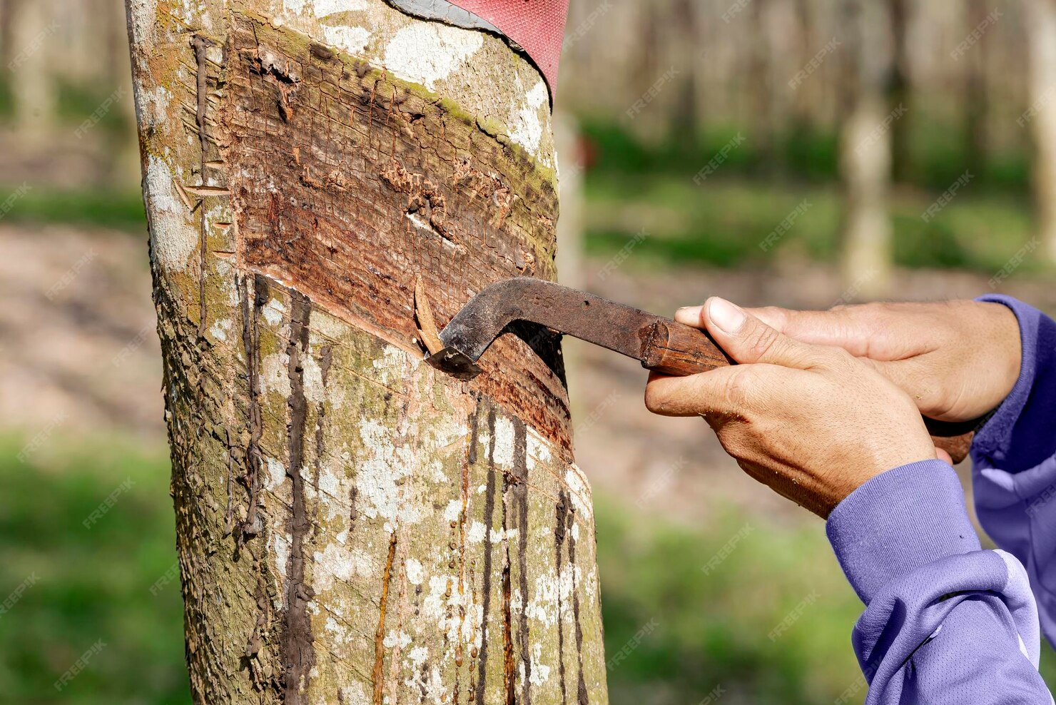 Collect Wood