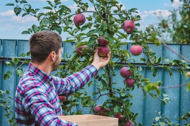 The farmer collects apples in the garden in a wooden box