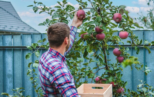 The farmer collects apples in the garden in a wooden box