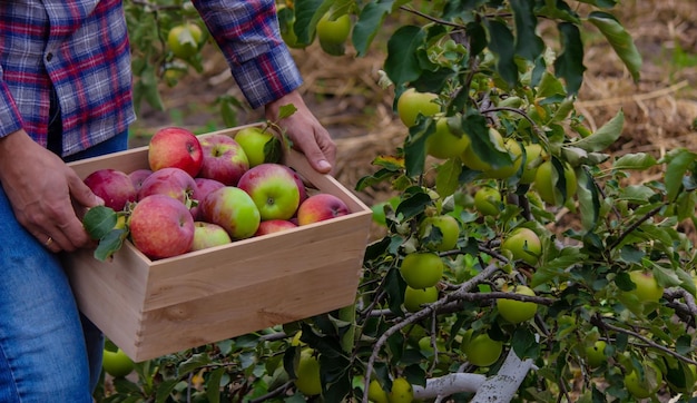 The farmer collects apples in the garden in a wooden box