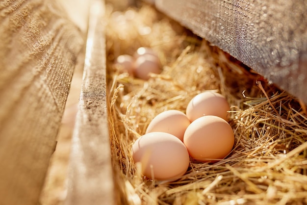 Photo farmer collects eggs at eco poultry farm free range chicken farm