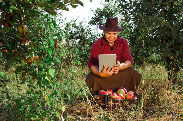 Farmer collects ripe apples in the garden