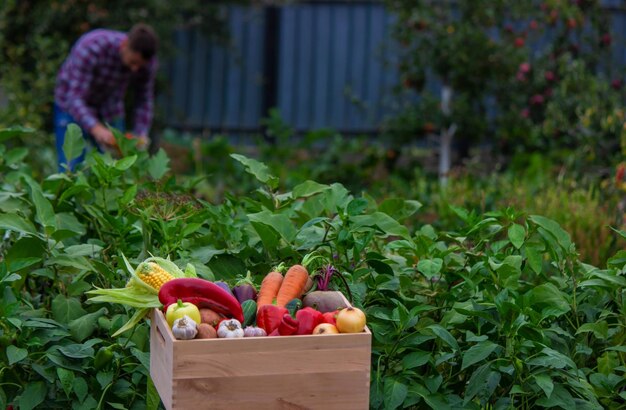 農夫が庭で野菜を集める セレクティブ フォーカス