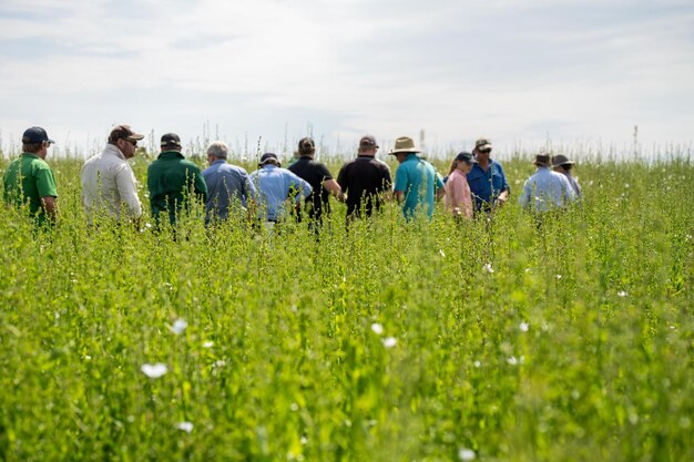 farmer conducting a crop walk in a chicory crop students learning about agriculture