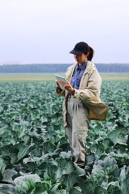 Farmer control quality of cabbage crop before harvesting Woman agronomist using digital tablet and modern technology in agricultural field