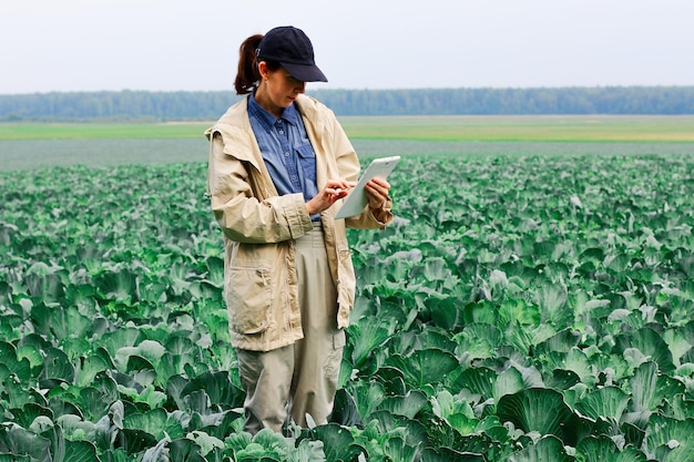 농부는 농업 분야에서 디지털 태블릿과 현대 기술을 사용하여 수확하기 전에 양배추 작물의 품질을 제어합니다.