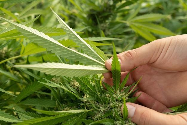 Coltivatore che controlla i parassiti sotto una foglia di marijuana piante femminili di cannabis sativa biologica con cbd