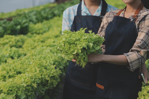 Farmer cultivate healthy nutrition organic salad vegetables in hydroponic agribusiness farmxA