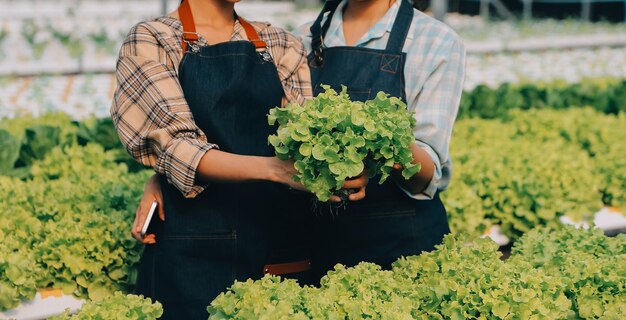 写真 農家が健康な栄養の有機サラダの野菜を栽培する ハイドロポニック農業ビジネス農場