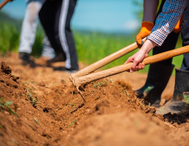 A farmer cultivates the soil Manual cultivation and care of crops