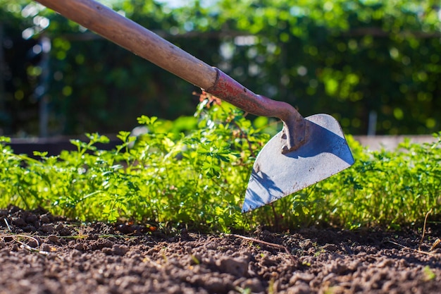 Farmer cultivating land in the garden with hand tools soil\
loosening gardening concept agricultural work on the\
plantation