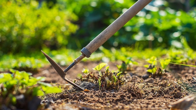 Farmer cultivating land in the garden with hand tools soil\
loosening gardening concept agricultural work on the\
plantation