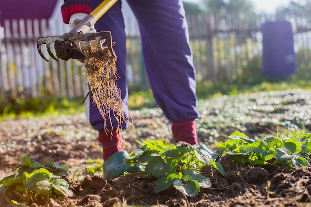 Farmer cultivating land in the garden with hand tools Soil loosening Gardening concept Agricultural work on the plantation