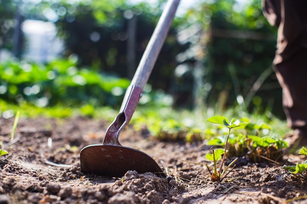 Farmer cultivating land in the garden with hand tools soil\
loosening gardening concept agricultural work on the\
plantation