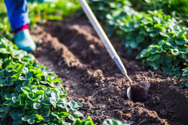 Фермер обрабатывает землю в саду ручными инструментами Рыхление почвы Концепция садоводства Сельскохозяйственные работы на плантации