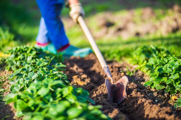 Foto contadino che coltiva la terra in giardino con attrezzi manuali allentamento del suolo concetto di giardinaggio lavori agricoli nella piantagione