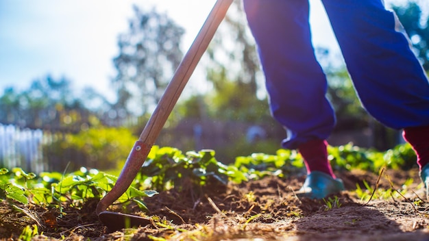 Farmer cultivating land in the garden with hand tools Soil loosening Gardening concept Agricultural work on the plantation