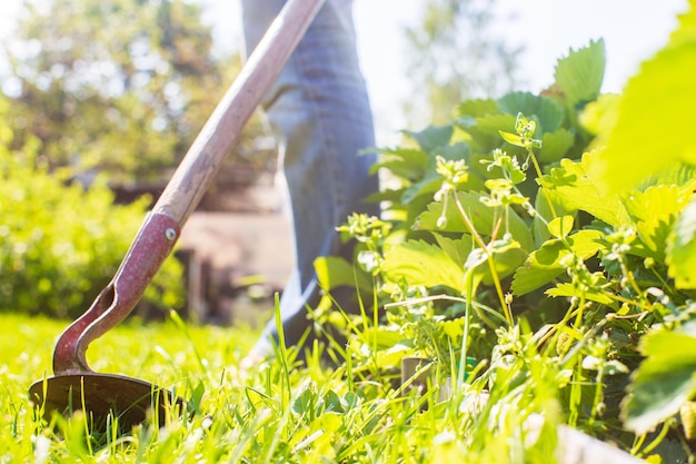 Farmer cultivating land in the garden with hand tools Soil loosening Gardening concept Agricultural work on the plantation