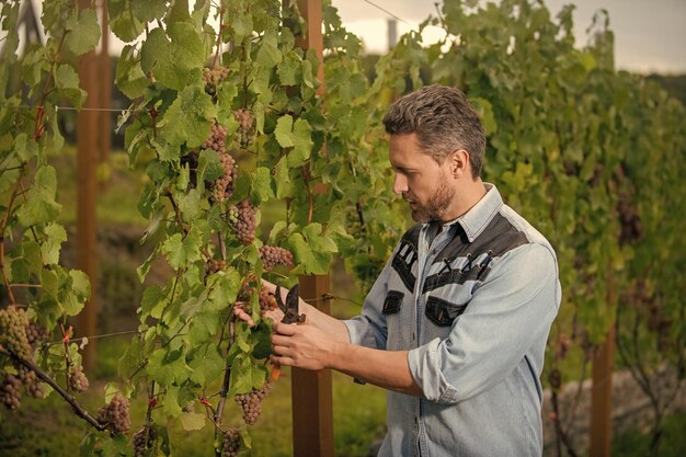 Farmer cut grapevine vinedresser cutting grapes bunch male vineyard owner