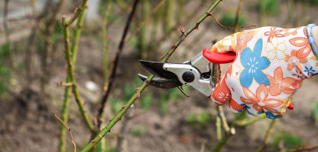 A farmer cuts dry branches of a rose bush
