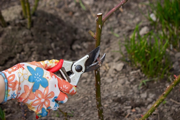 バラの茂みの乾いた枝を切る農夫