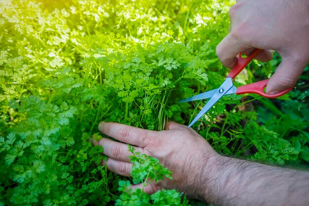 農家はハサミで新鮮なチャービル草を刈り取ります。チャービルは、その有益な特性により、料理や医療で広く使用されています。
