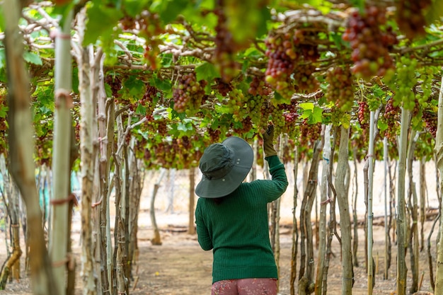 Farmer cutting red grapes in vineyard in the early morning with plump grapes harvested laden waiting red wine nutritional drink in Ninh Thuan province Vietnam