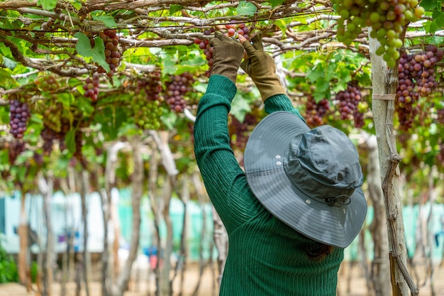 Photo farmer cutting red grapes in vineyard in the early morning with plump grapes harvested laden waiting red wine nutritional drink in ninh thuan province vietnam