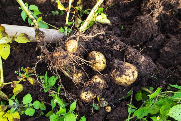 Farmer digging potatoes in the garden