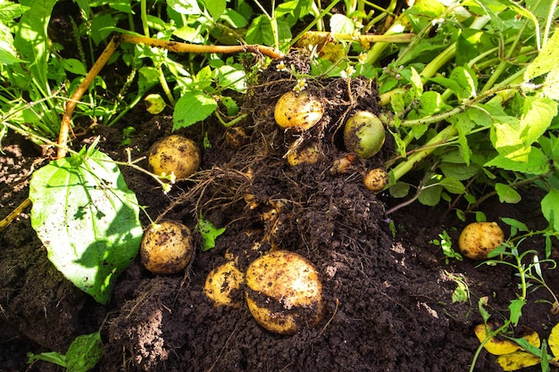 농부는 정원에서 감자를 파고