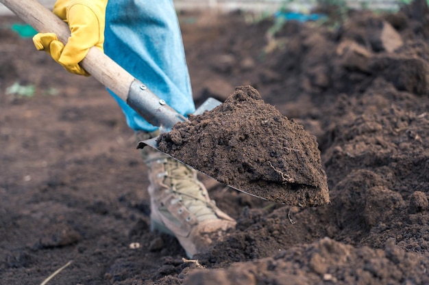 A farmer digs the ground with a shovel, close-up