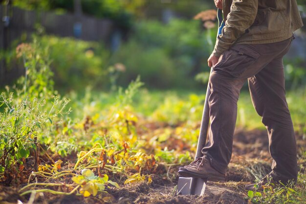 The farmer digs the soil in the vegetable garden preparing the\
soil for planting vegetables gardening concept agricultural work on\
the plantation