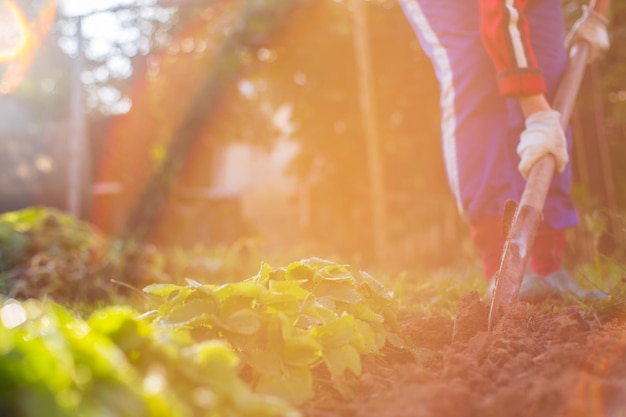 The farmer digs the soil in the vegetable garden preparing the
soil for planting vegetables gardening concept agricultural work on
the plantation