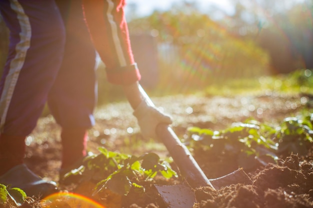 Photo the farmer digs the soil in the vegetable garden preparing the soil for planting vegetables gardening concept agricultural work on the plantation