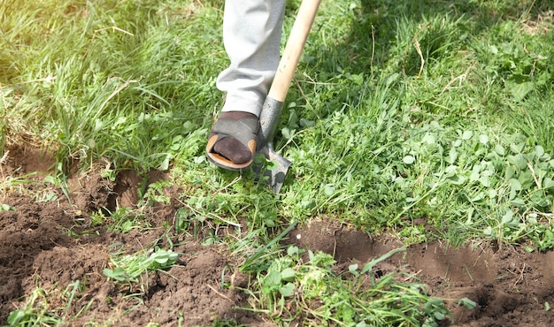 Farmer digs soil with shovel in garden.