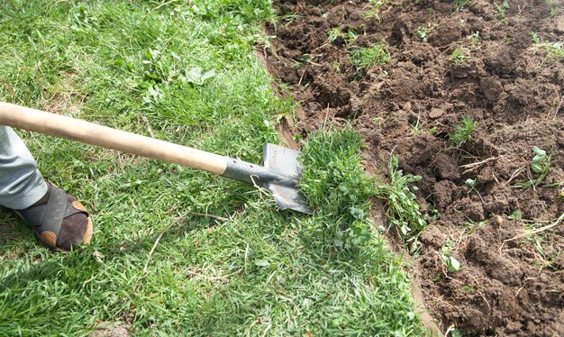 Farmer digs soil with shovel in garden.