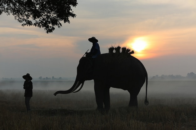 Farmer doing harvest in rice field