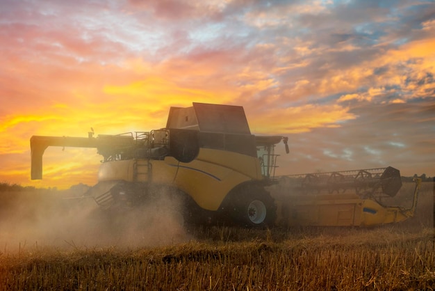 Farmer driving a harvester working in a wheat field at sunset