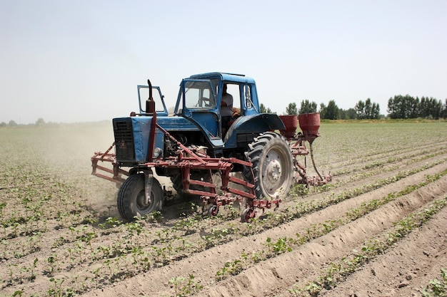 Farmer driving small cotton seedlings in cotton field with tractor