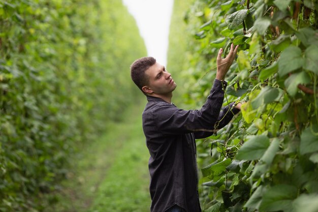 Farmer engineer inspects future green bean harvest Agricultural industry