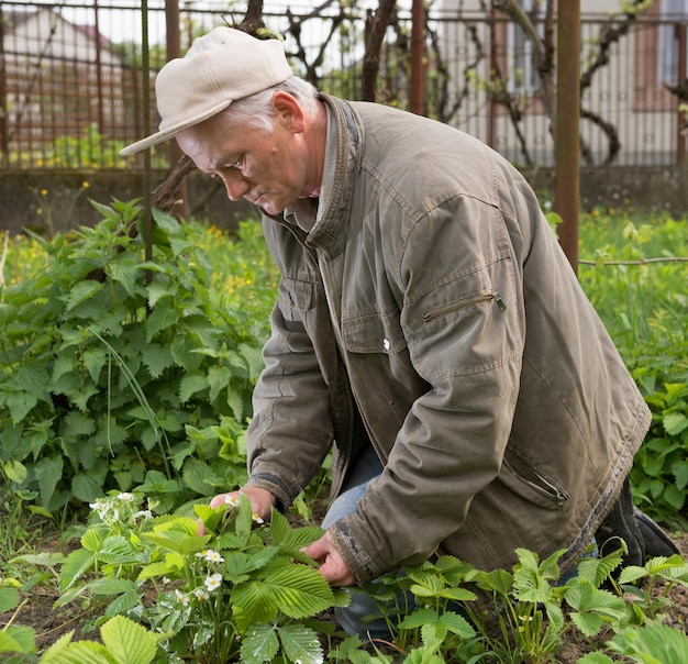 Agricoltore che esamina la fragola in fiore nel giardino