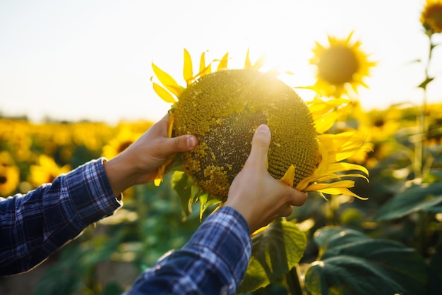 Farmer examining crop in the sunflower field Harvesting organic farming concept